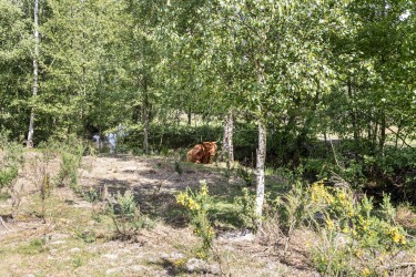 Tuin