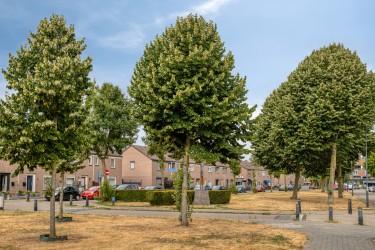 Extra foto's