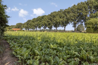 Groene omgeving