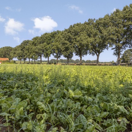 Groene omgeving