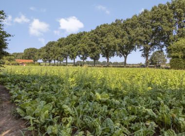 Groene omgeving